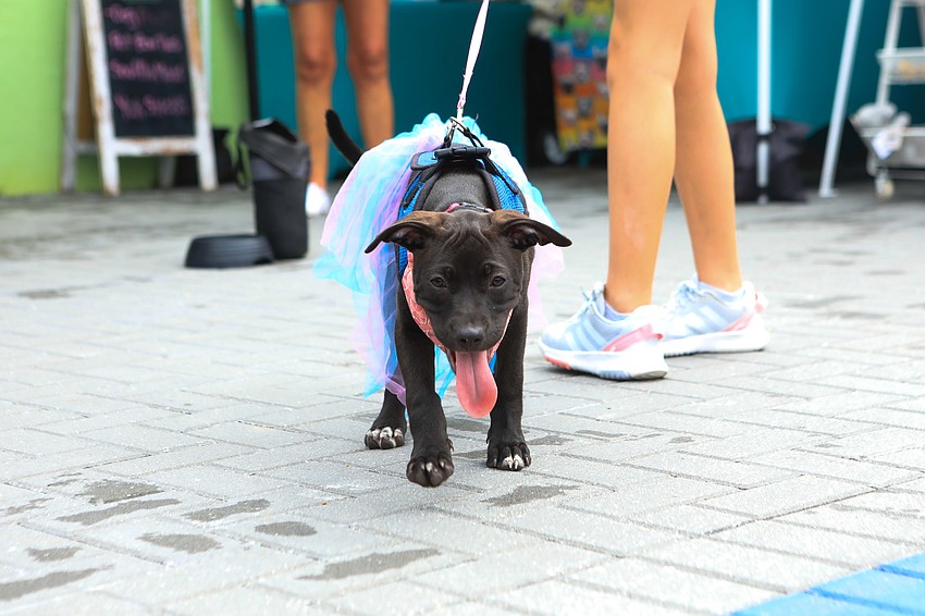 Wanda strolls along.