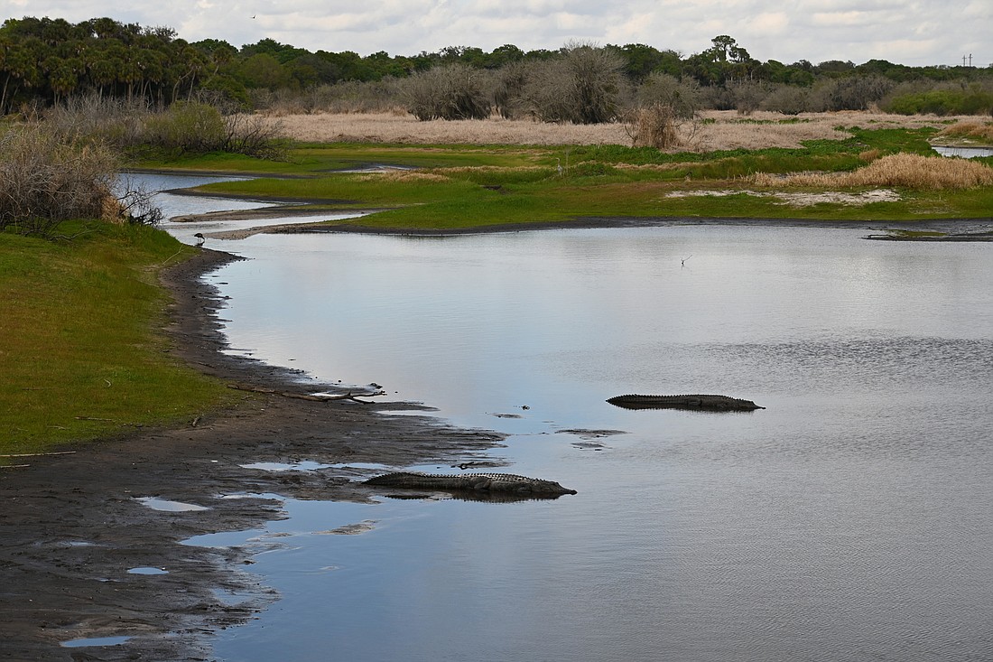 Myakka River State Park is just one of many wide-open spaces bordering Sarasota. (Photo: Spencer Fordin)