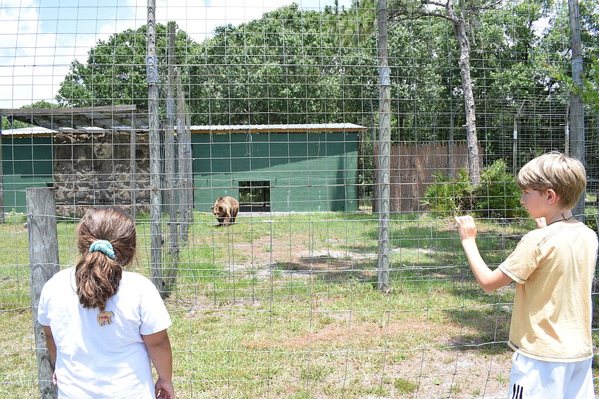 Emmy Dyer, who is 6, and Matea Murariu, who is 8, watch over the bears. The campers spend each morning of camp learning about bears.
