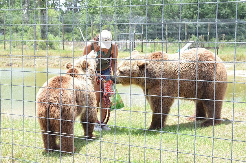 Monica Welde, owner of Bearadise Ranch, gives treats to Bambi and Bruno.