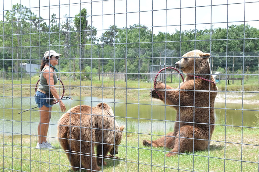 Monica Welde, owner of Bearadise Ranch, shows off some tricks with Bambi and Bruno. Bruno is able to catch rings and put them around his neck.