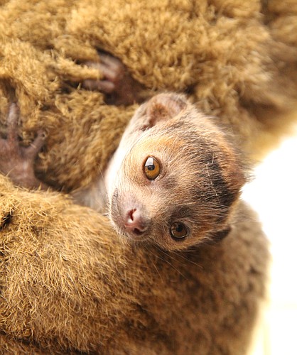 This mongoose lemur was born in May at the Lemur Conservation Foundation in Myakka City.