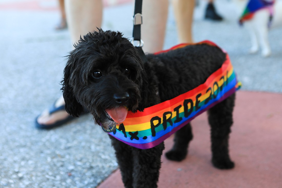 Remy, who was 2021's highlight dog, made his return at Project Pride SRQ's 2022 pet parade.
