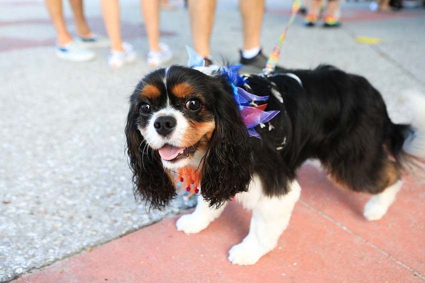 Steve Boothby brings Louie the dog.