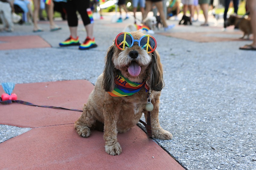 Nancy Dickman dresses Lola in some peace-and-love attire.