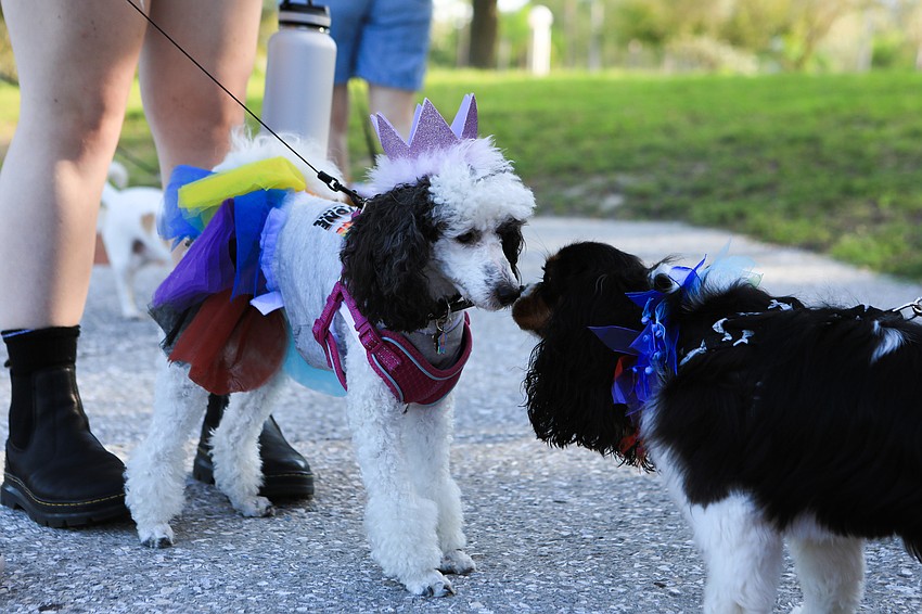 Minnie meets Louie before the walk.