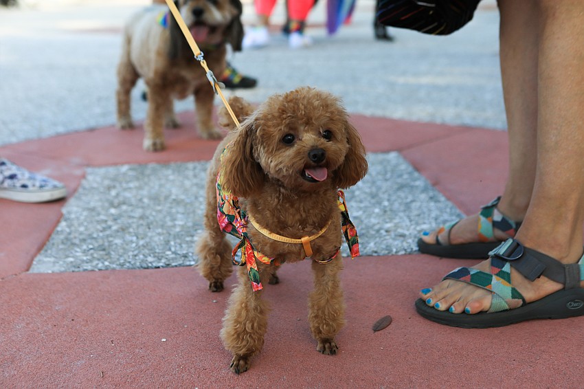 Jessie Armstrong and Ginger meet other dogs.