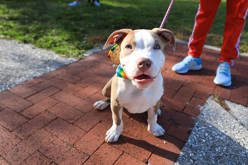 Loki and Giselle Cabrera were friendly to other pets.