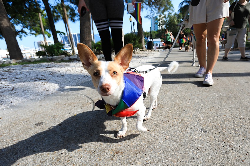 Tippy the dog couldn't help but be curious.