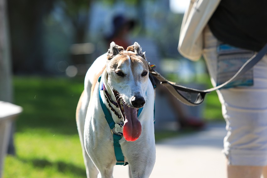 Dogs of all shapes and sizes joined in on the parade.