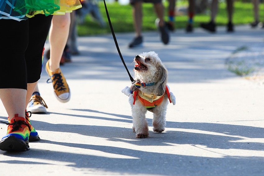 Matty strolled with his owner.