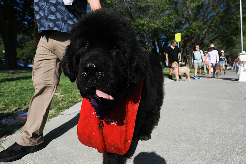 Dogs of all shapes and sizes joined in on the parade.