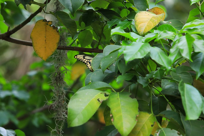 Some of the butterflies took a moment at the Children's Garden.