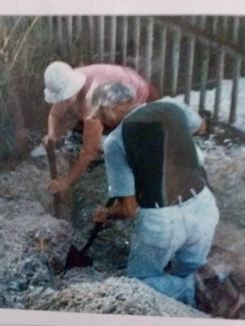 Clayton Orville and an unidentified member of LBKTW digging up turtle eggs when that was the proper procedure.