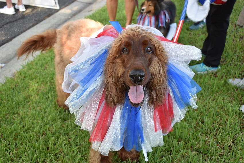 The dogs dress as patriotically as the people at Freedom Fest.