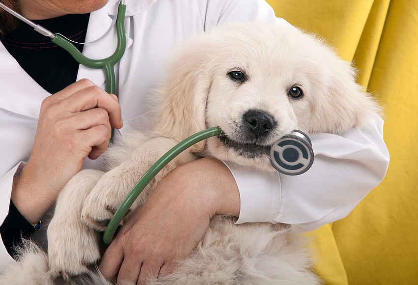 Hamlin Animal Hospital opens in Horizon West West Orange Times & Observer