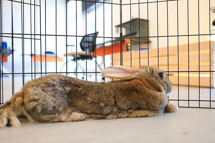 The day featured a Flemish Giant Rabbit for kids to learn about.