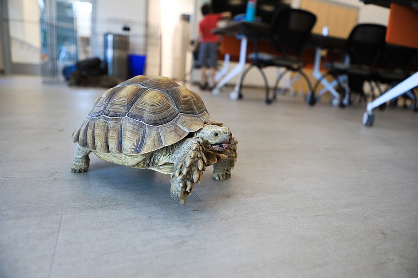 A wandering tortoise made his rounds through the shelter space during the day.