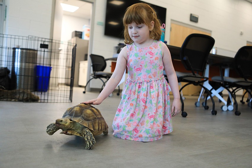 Kira Stoddard gave pets to a tortoise.