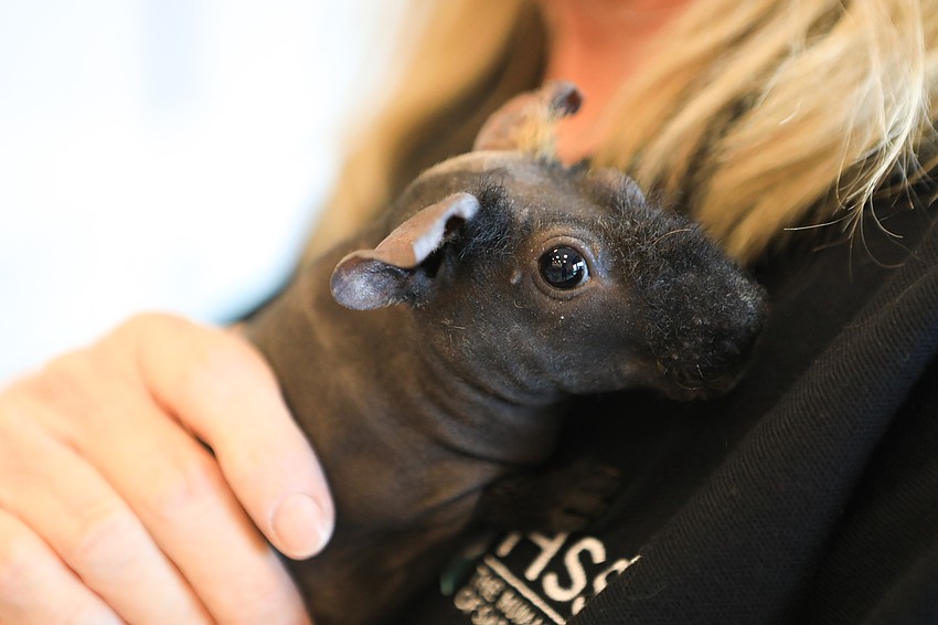 HSSC staff handled Harold the skinny pig with care.
