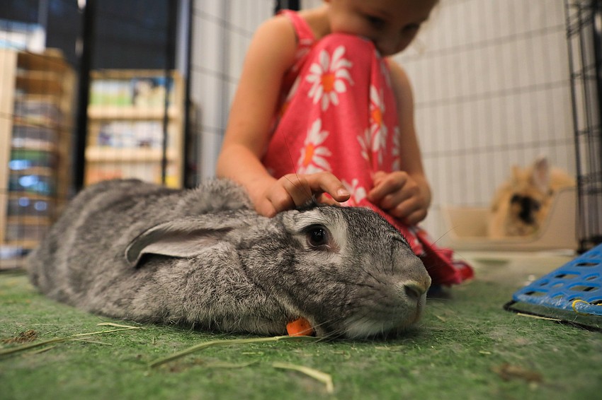 Lana Bernard pets Giro the bunny.