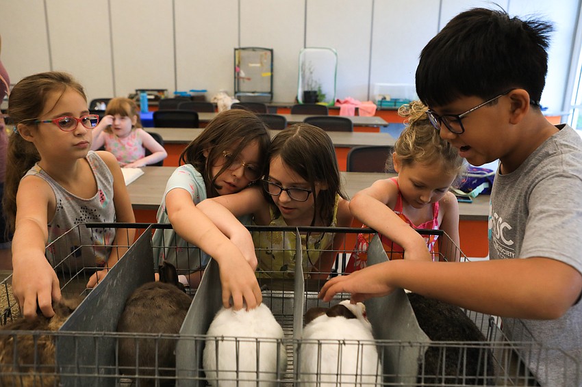 Kids get acquainted with a number of bunnies.