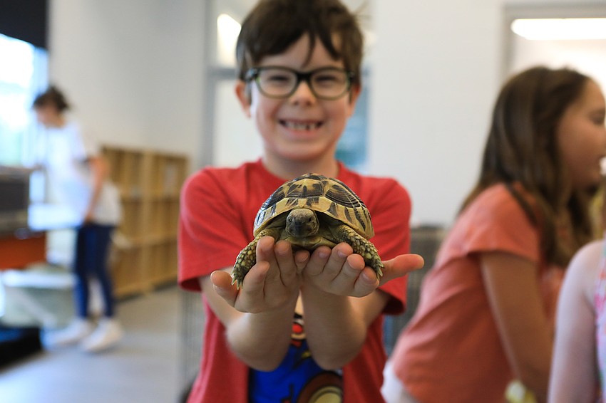 Gavin Adair-Kottke picks up Eggplant the turtle.