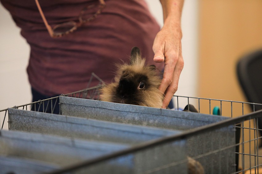 Bunnies were ready to hop out and play.