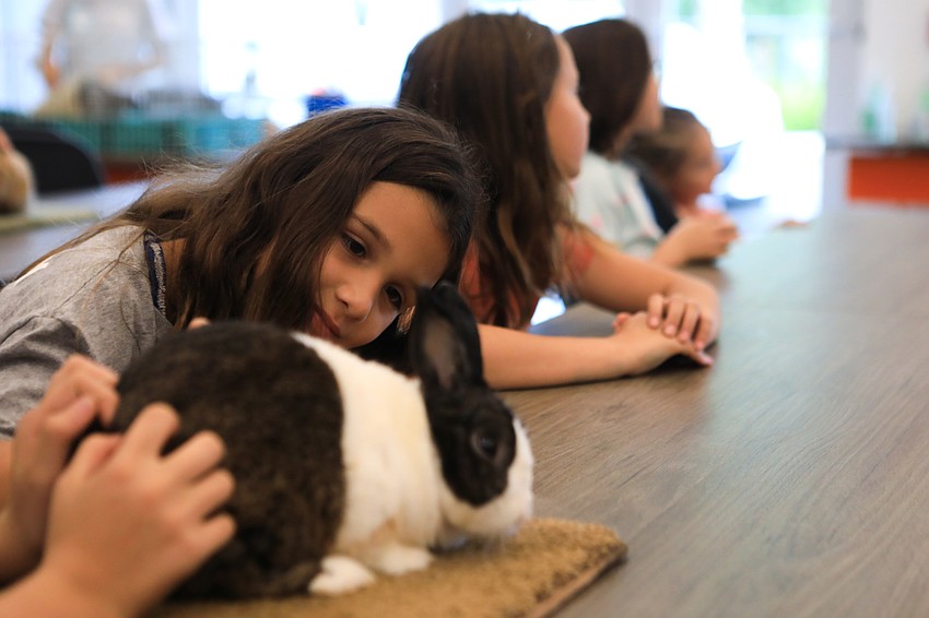 London Beck studies her bunny.