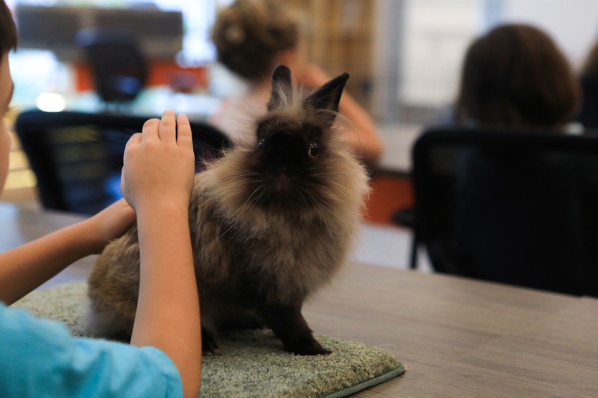 Bunnies were ready to hop out and play.