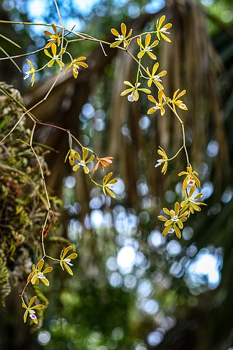 Butterfly orchids are considered commercially exploited in Florida and may not be harvested or sold without a permit.  (Miri Hardy)