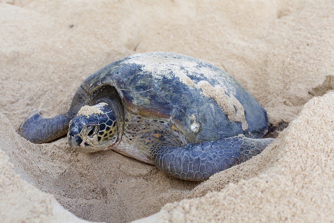 A sea turtle nesting. Photo courtesy of Volusia County