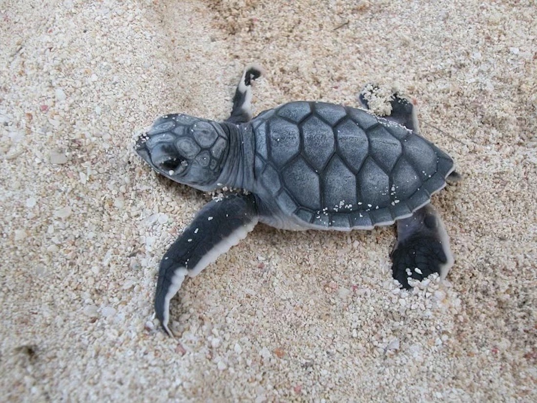 A rare Kemp&#39;s ridley hatchling seen on Longboat Key. (Photo courtesy of Jeff Driver)