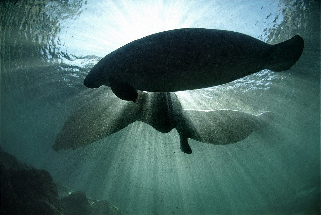 Manatees at Crystal River National Wildlife Refuge. Photo by David Hinkel, USFWS