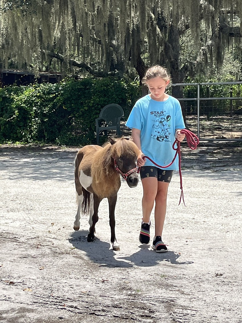 Claire Schroeter, who is 8, walks Sailor. Schroeter says Sailor is the youngest horse so she has to help teach him tricks.