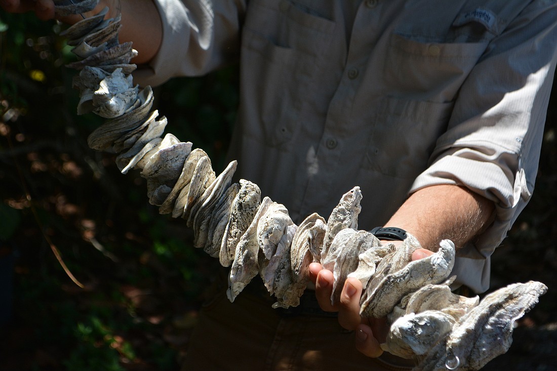 Shaun Swartz, environmental specialist, holds up a vertical oyster garden. (Photo by Lauren Tronstad)