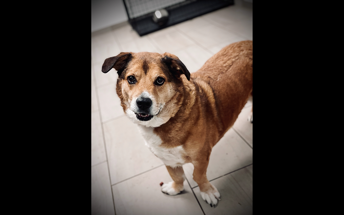 Meet Sadie, an 8-year-old Australian shepherd and basset hound mix in need of a forever home. Courtesy photo