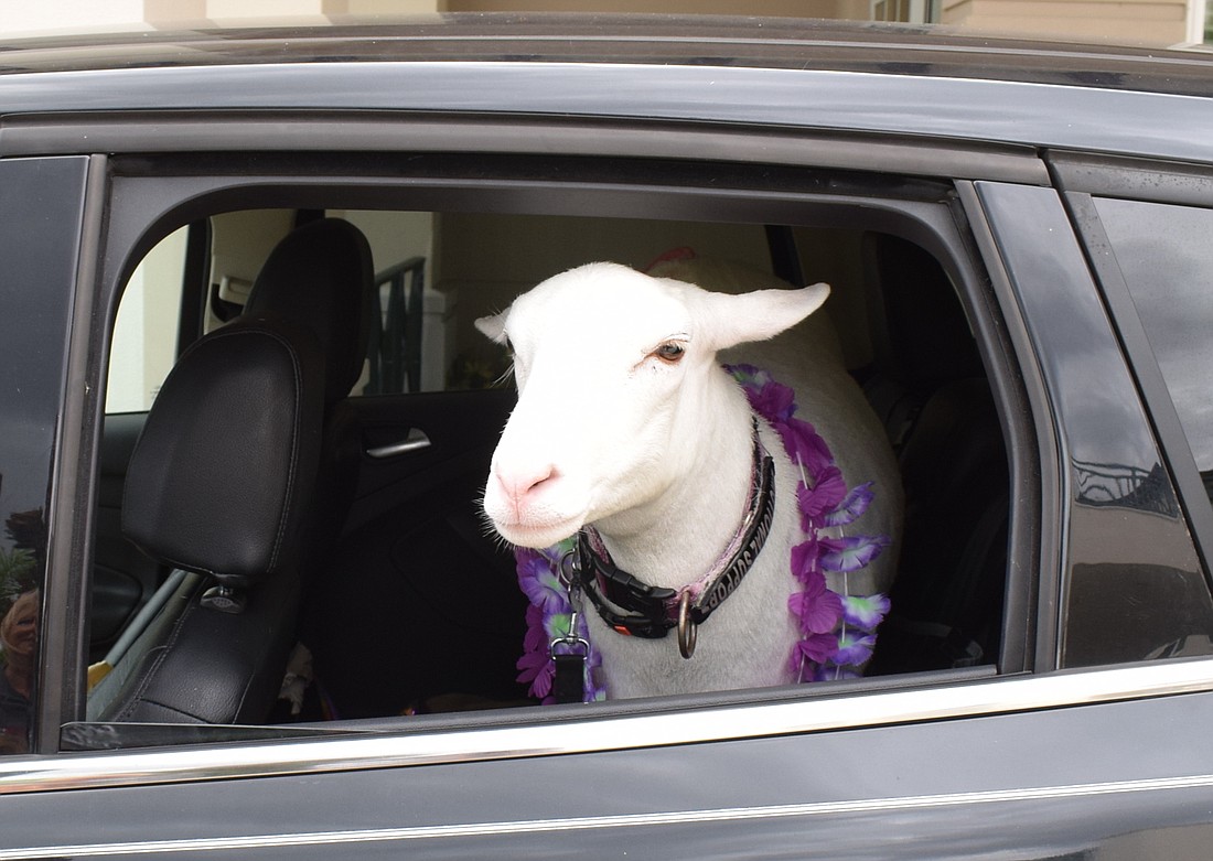 Ivory is right at home in the van. (Photo by Jay Heater)