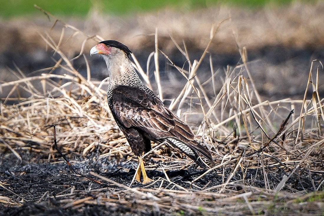 Crested caracaras didn&#39;t live in Myakka&#39;s dry prairie during the years of fire exclusion but have returned since the reintroduction of fire. (Photo by Miri Hardy)