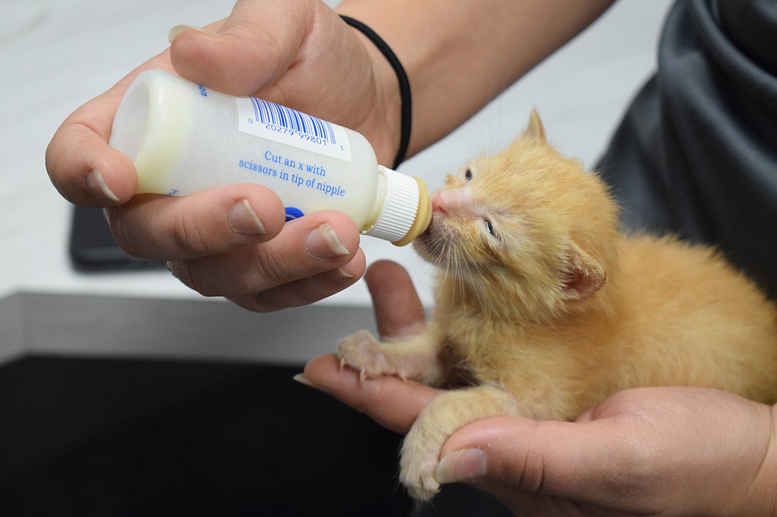 A 3-week-old kitten is being bottle fed at the Bishop Animal Shelter in August 2022.