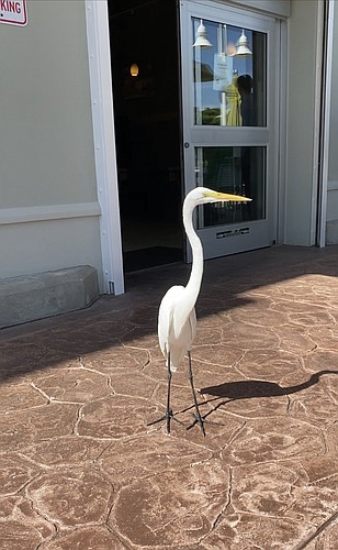 This great egret is a regular at the Publix on Bay Isles Road. (Photo by Lesley Dwyer)