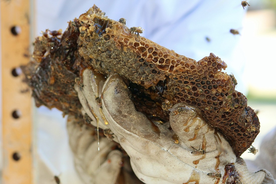 Honeycomb pulled from a soffit on Tarawitt Drive. (Photo by Lesley Dwyer)