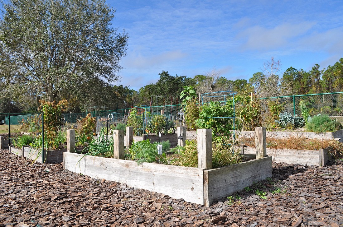 Individual garden plots thrived at the Lakewood Ranch community garden in 2018. (File photo)