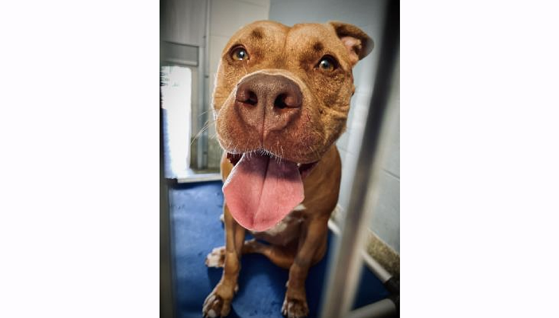 Zoey, an American StaffordshireÂ mixed breed dog, is looking for a forever home. Courtesy photo