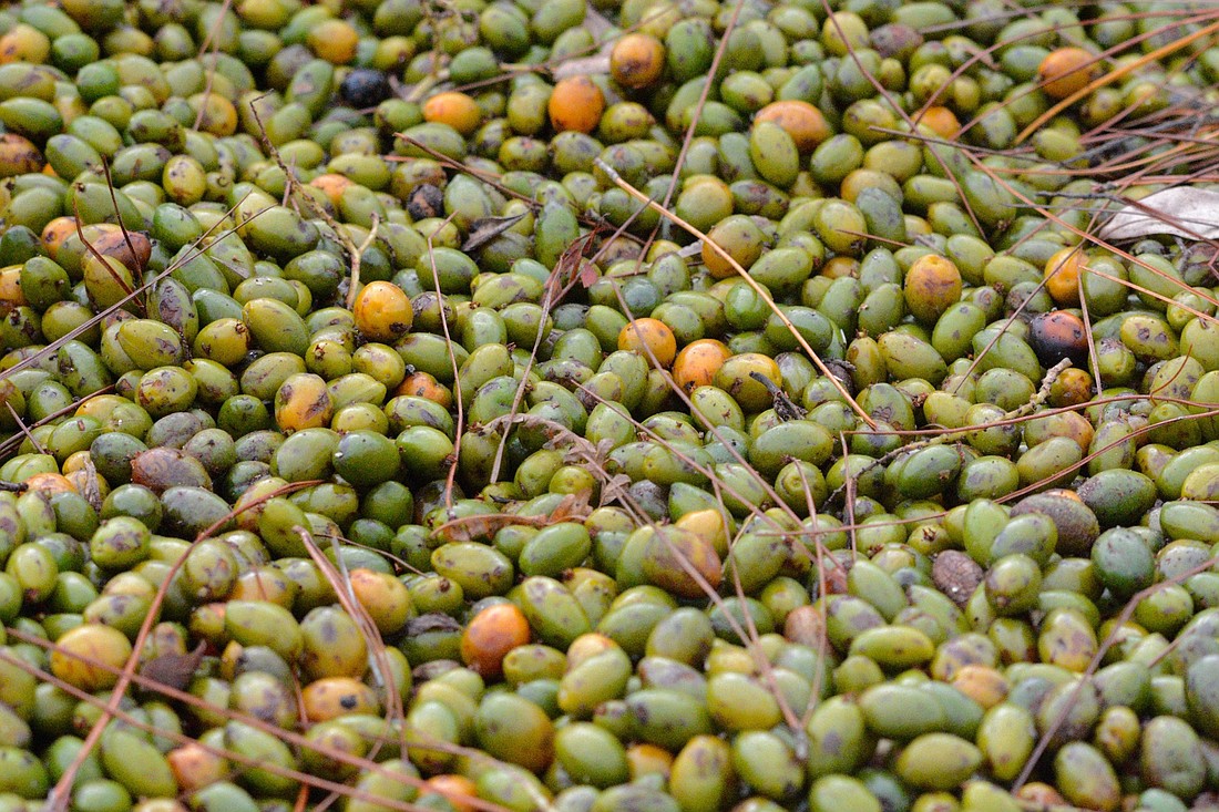 Palmetto berries. File photo