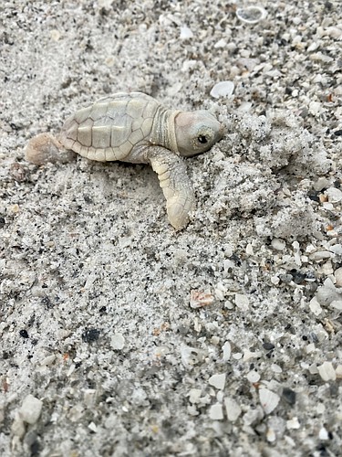 A leucistic loggerhead turtle was excavated from its nest on Longboat Key. (Photo courtesy of Jeffrey Driver)