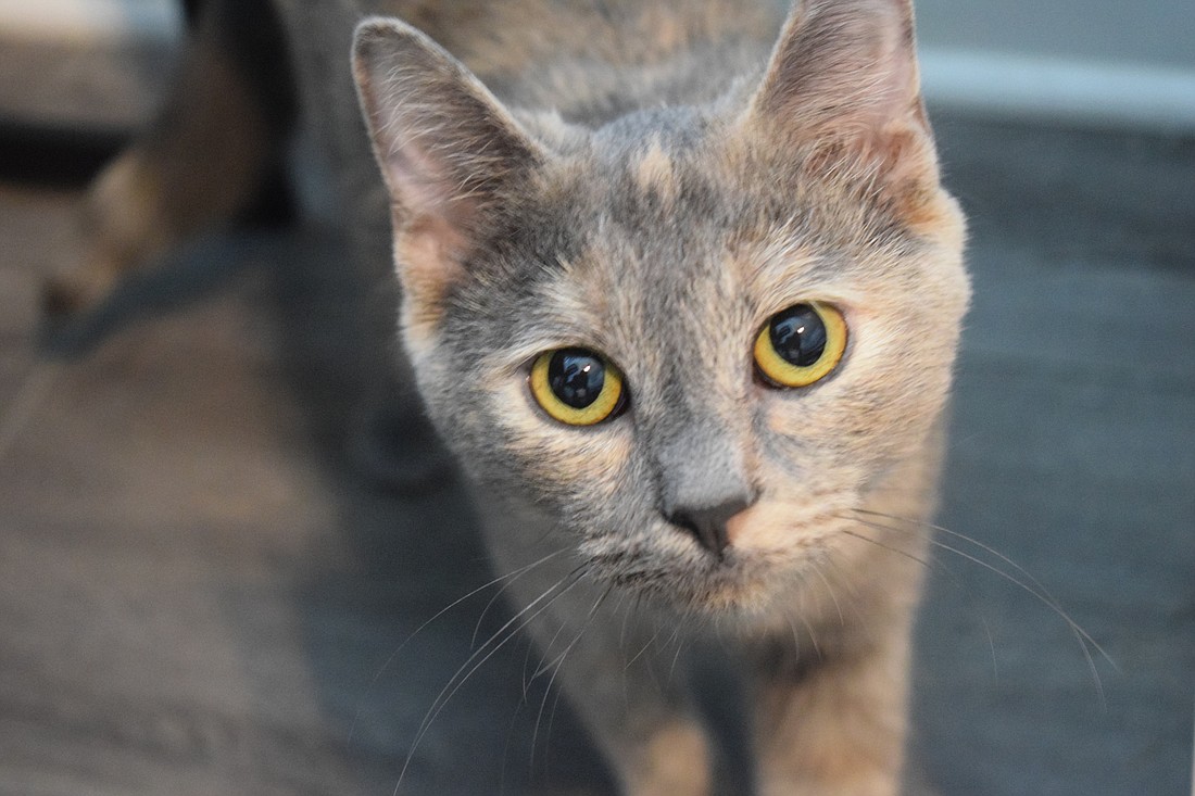 Pumpkin has beautiful eyes among other qualities. Ava Biasini is trying to find a home for Pumpkin. (Photo by Jay Heater)