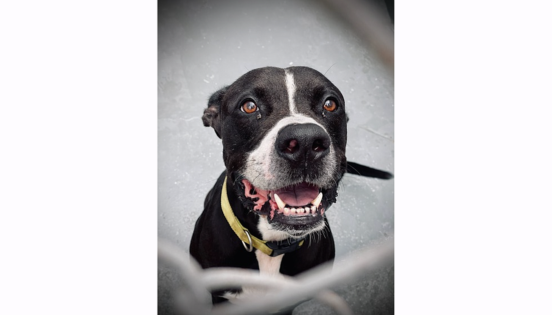 Loki, a 7-year-old American StaffordshireÂ mix, is looking for his new home. Courtesy photo