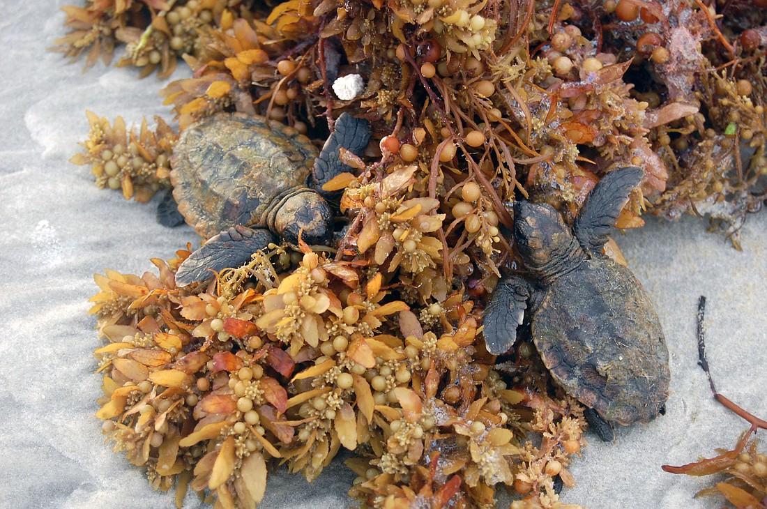 Washbacks could be found anytime fresh seaweed washes in now through November. Courtesy of Volusia County Government