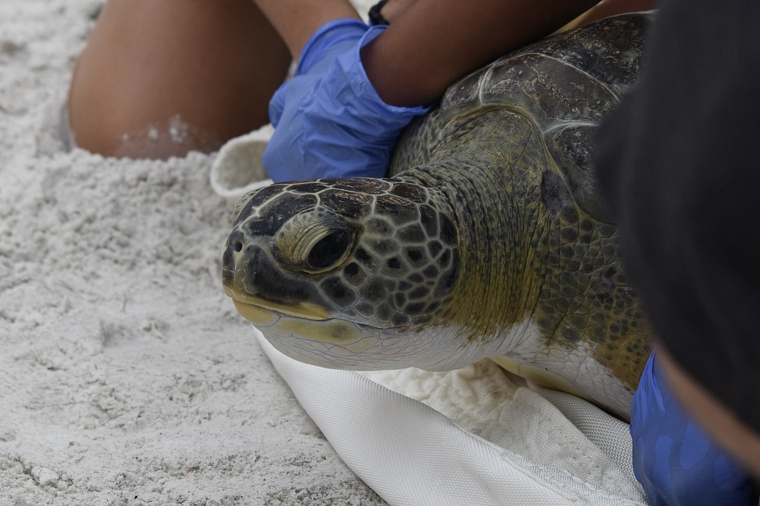 Injured green sea turtle treated and released back to the Gulf